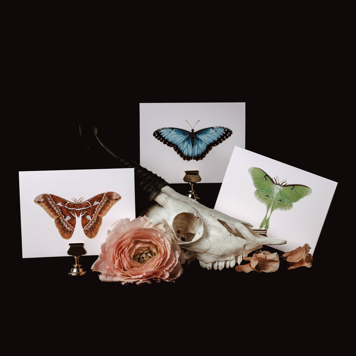 Blue Morpho Greeting Card