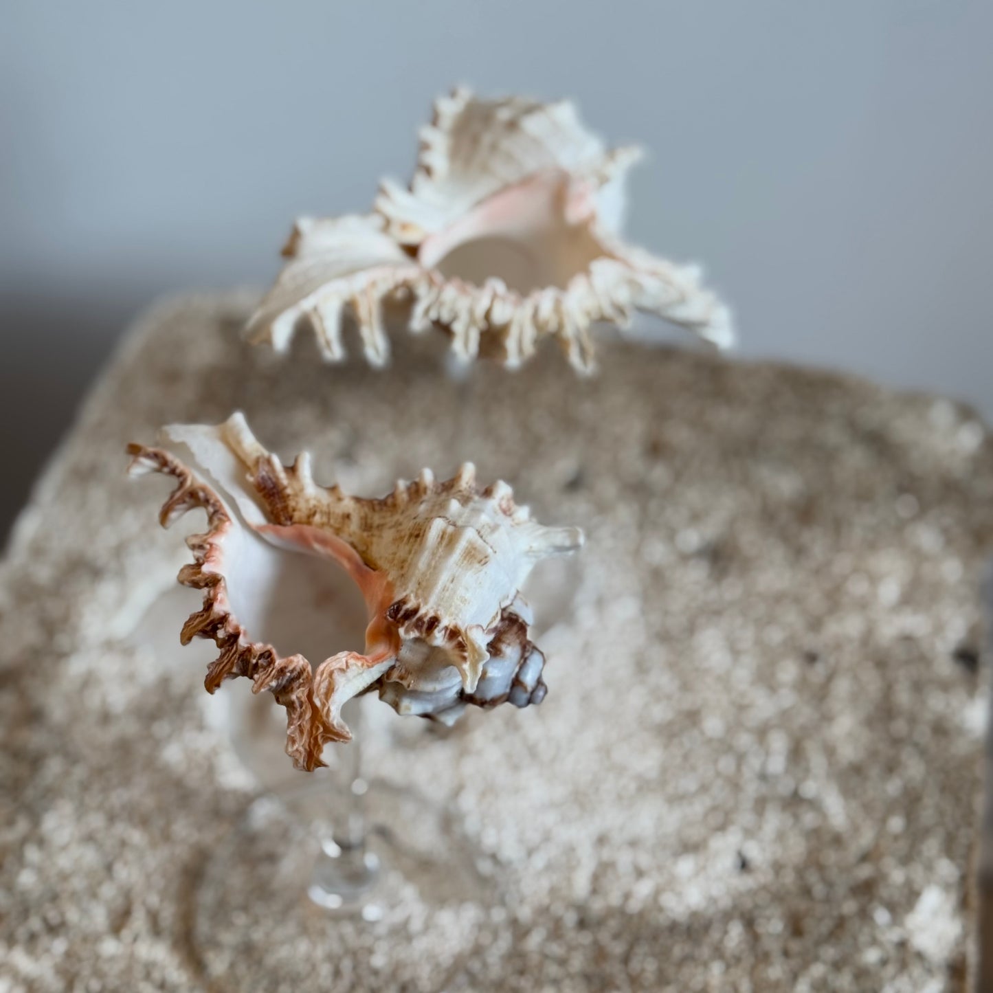 Natural Seashell Coupes