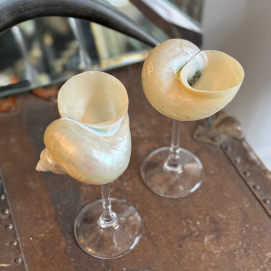 Natural Seashell Coupes