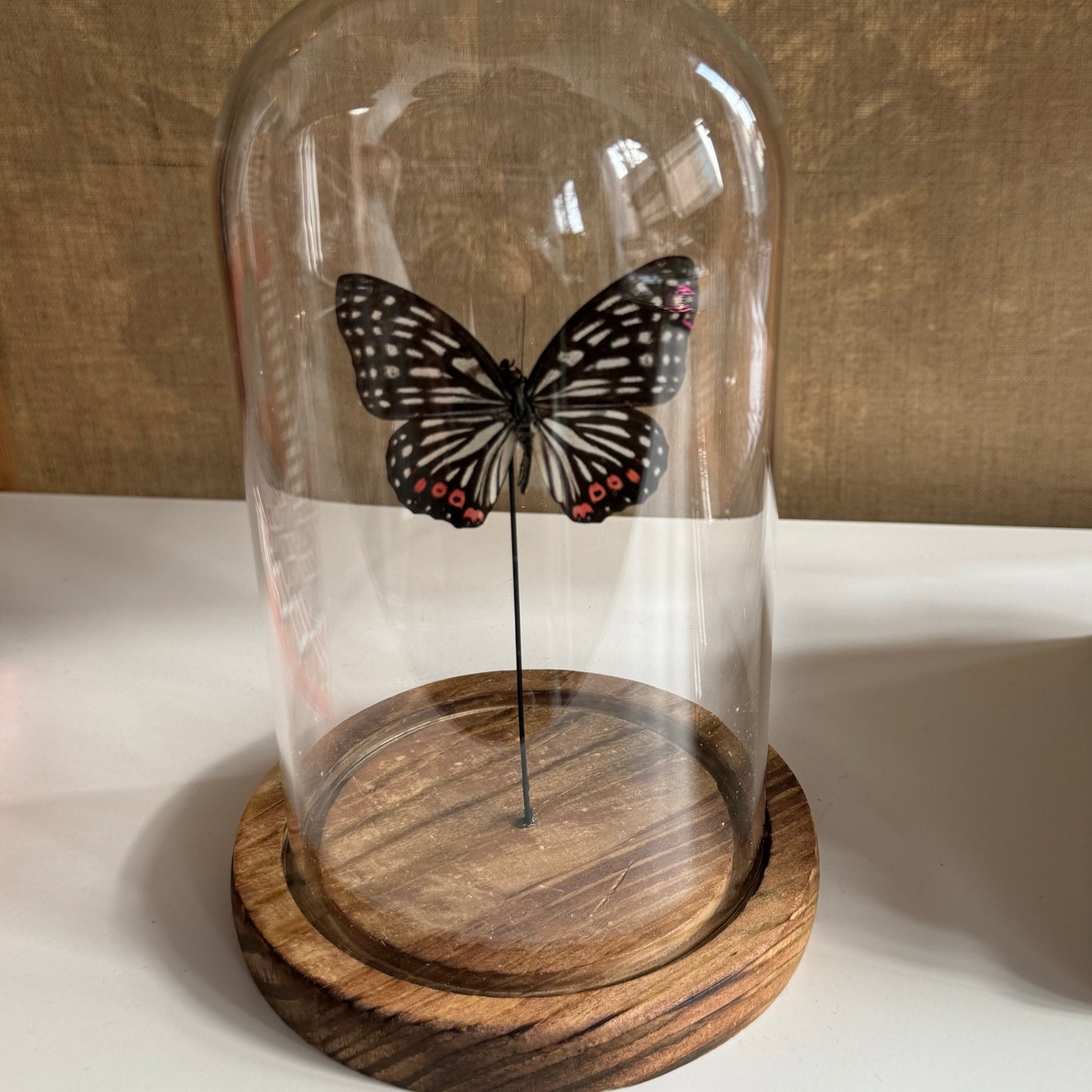 Entomology Bell Jar: Butterfly