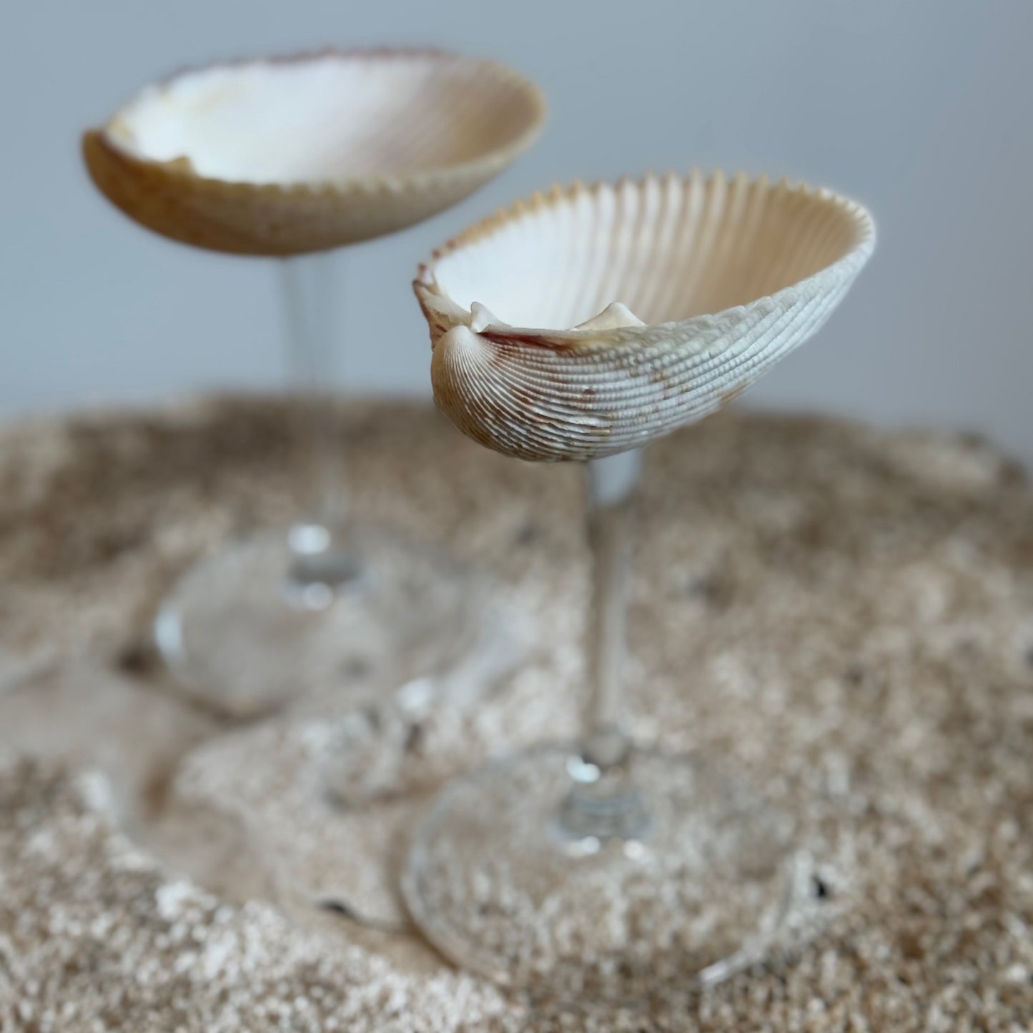 Natural Seashell Coupes
