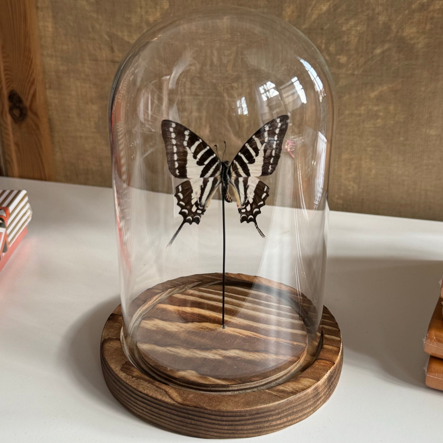 Entomology Bell Jar: Butterfly