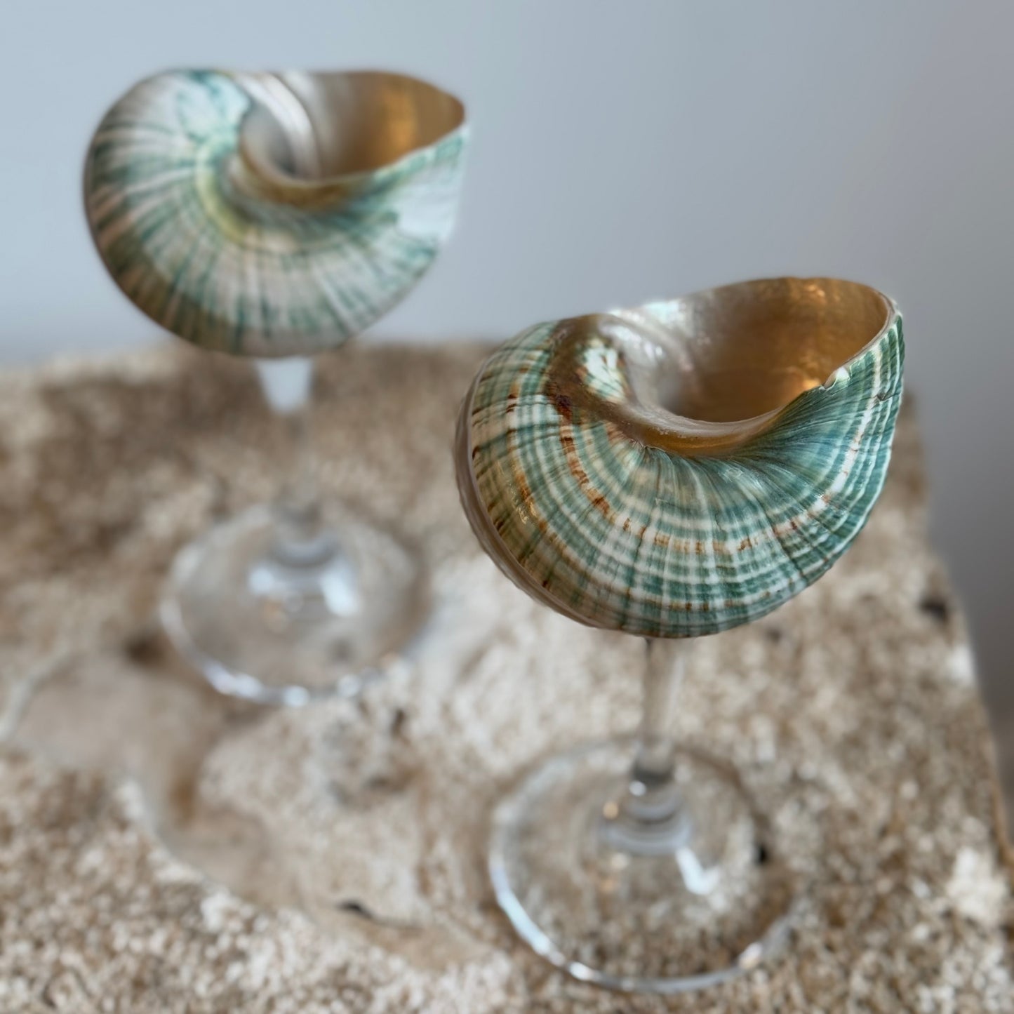 Natural Seashell Coupes