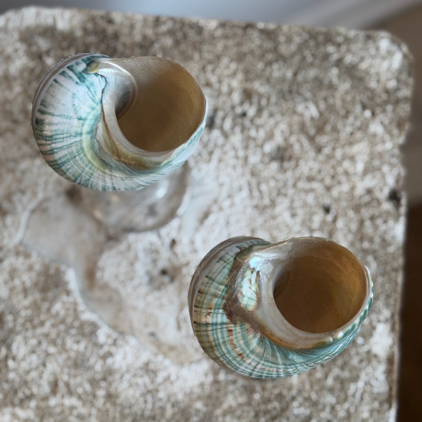 Natural Seashell Coupes
