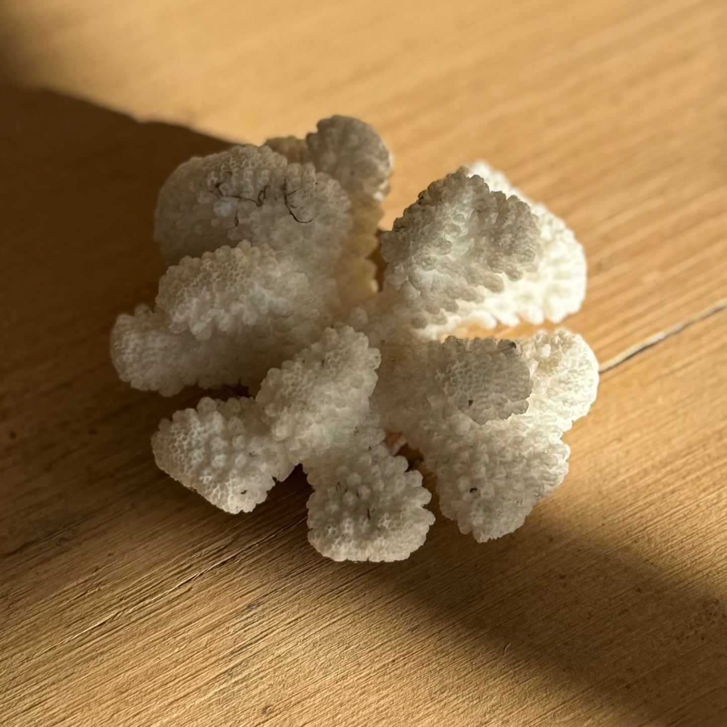 Tiny Coral