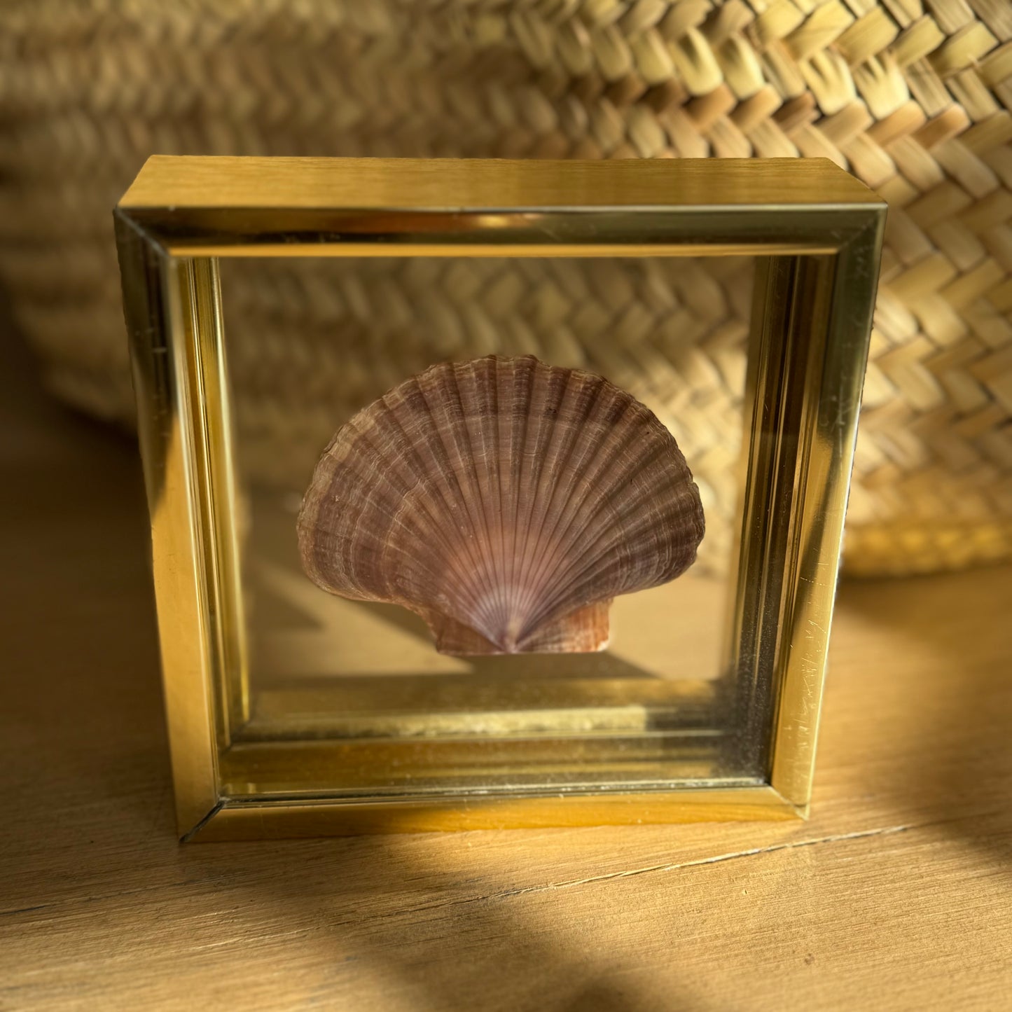 Brass Framed Shell