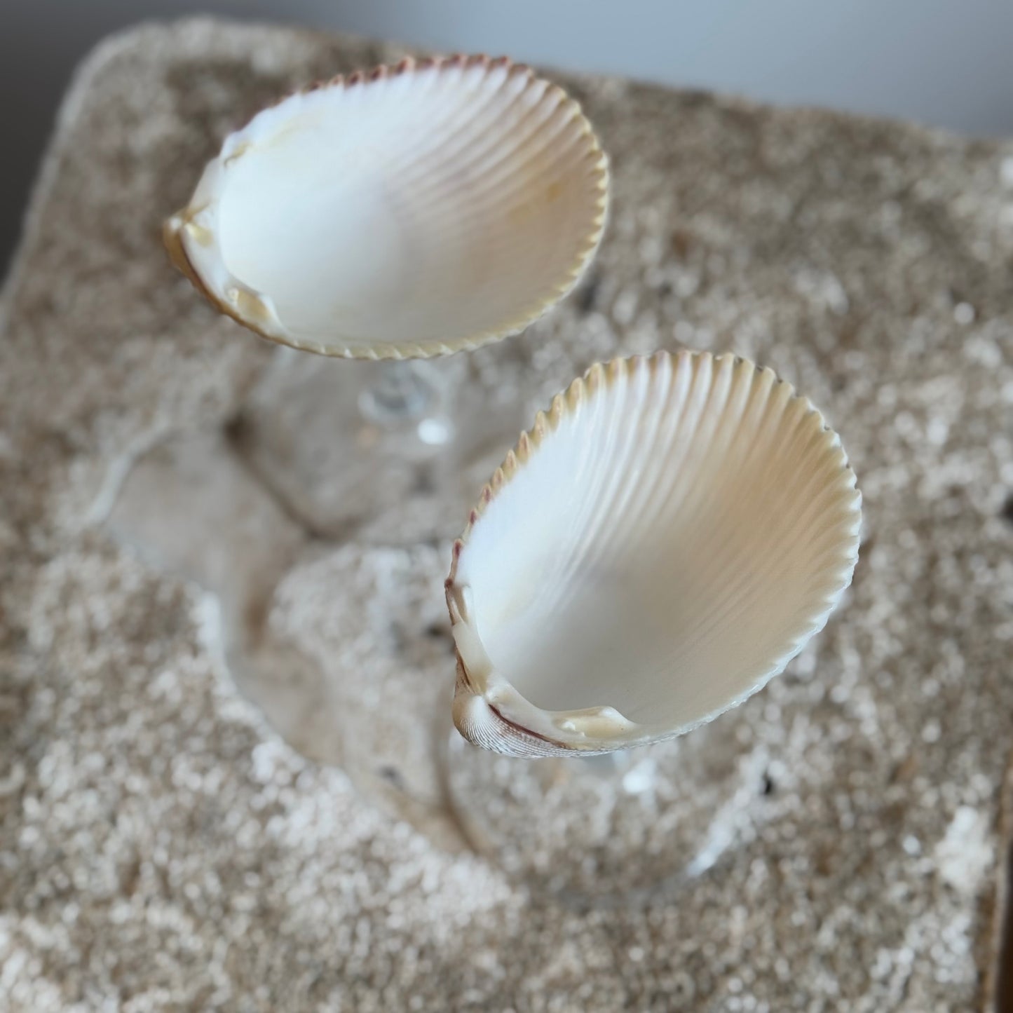 Natural Seashell Coupes