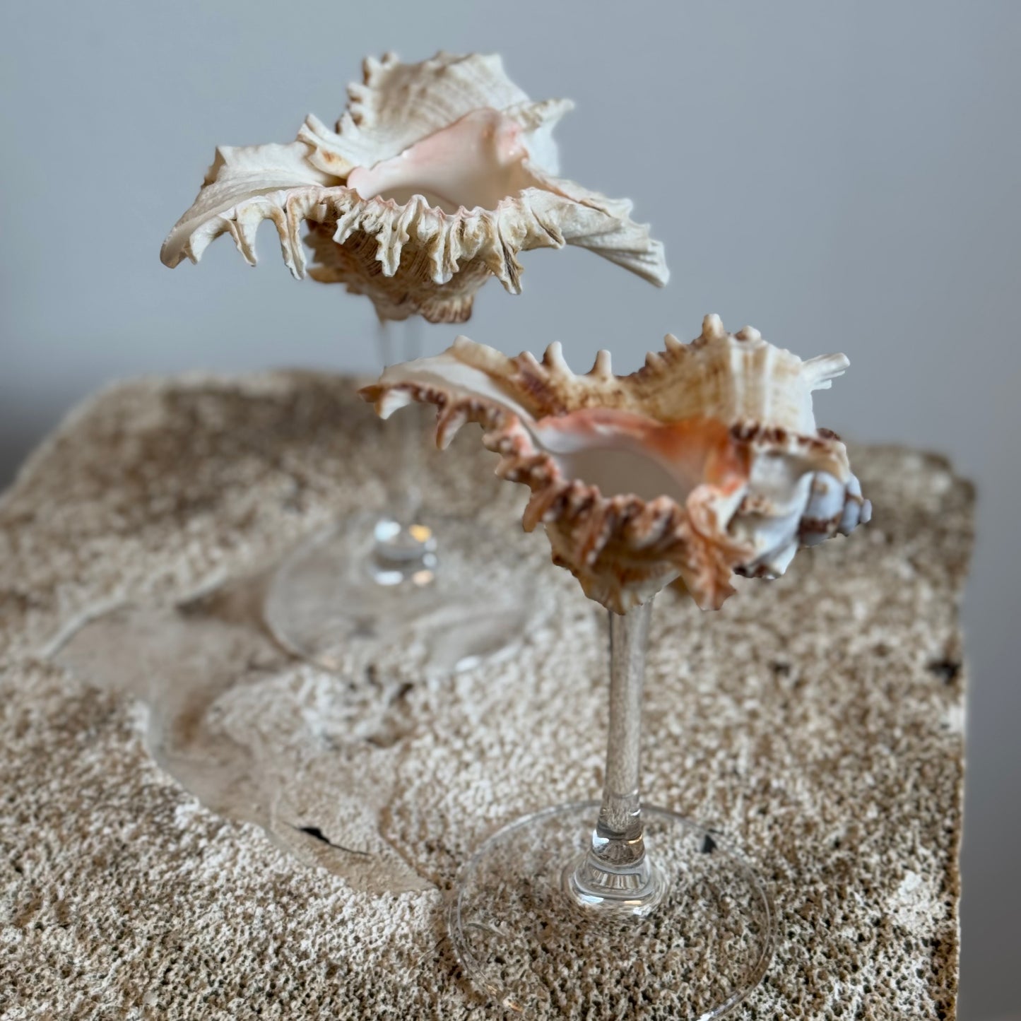 Natural Seashell Coupes