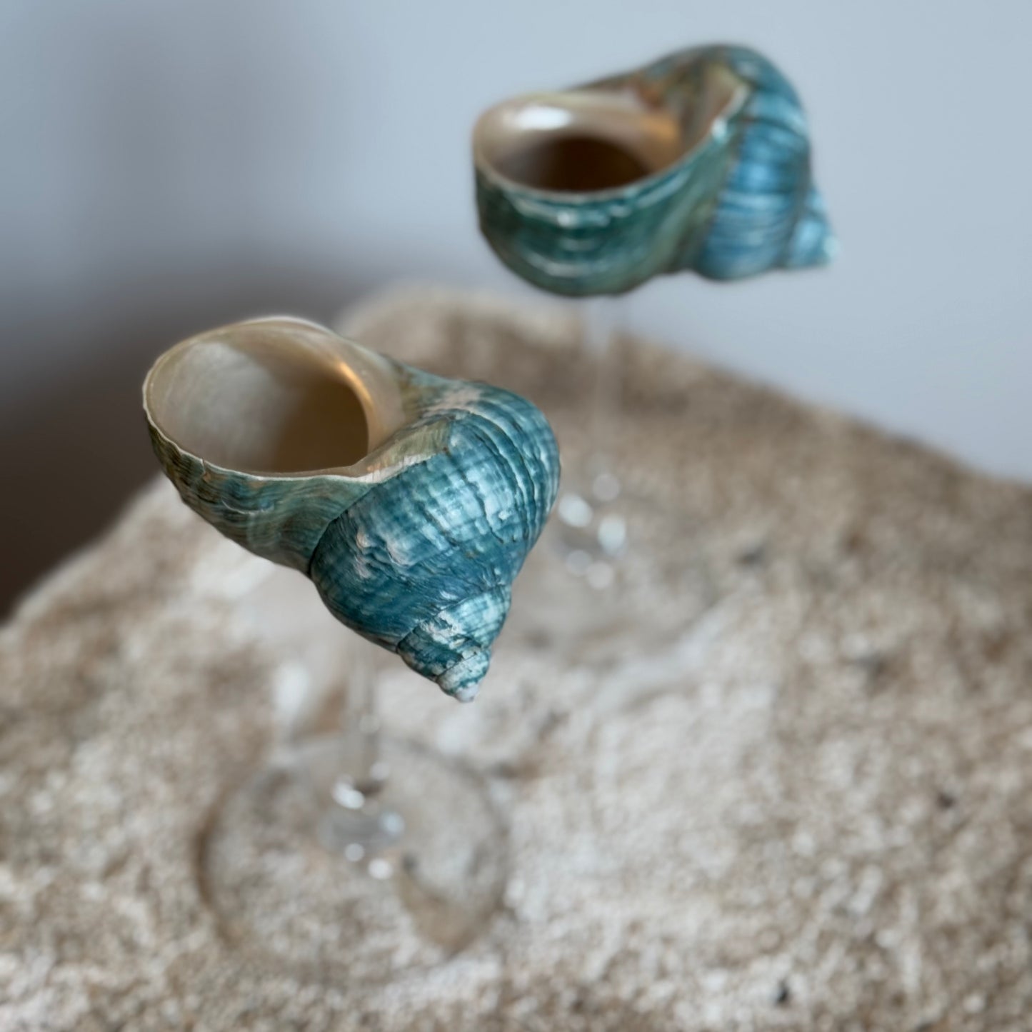 Natural Seashell Coupes
