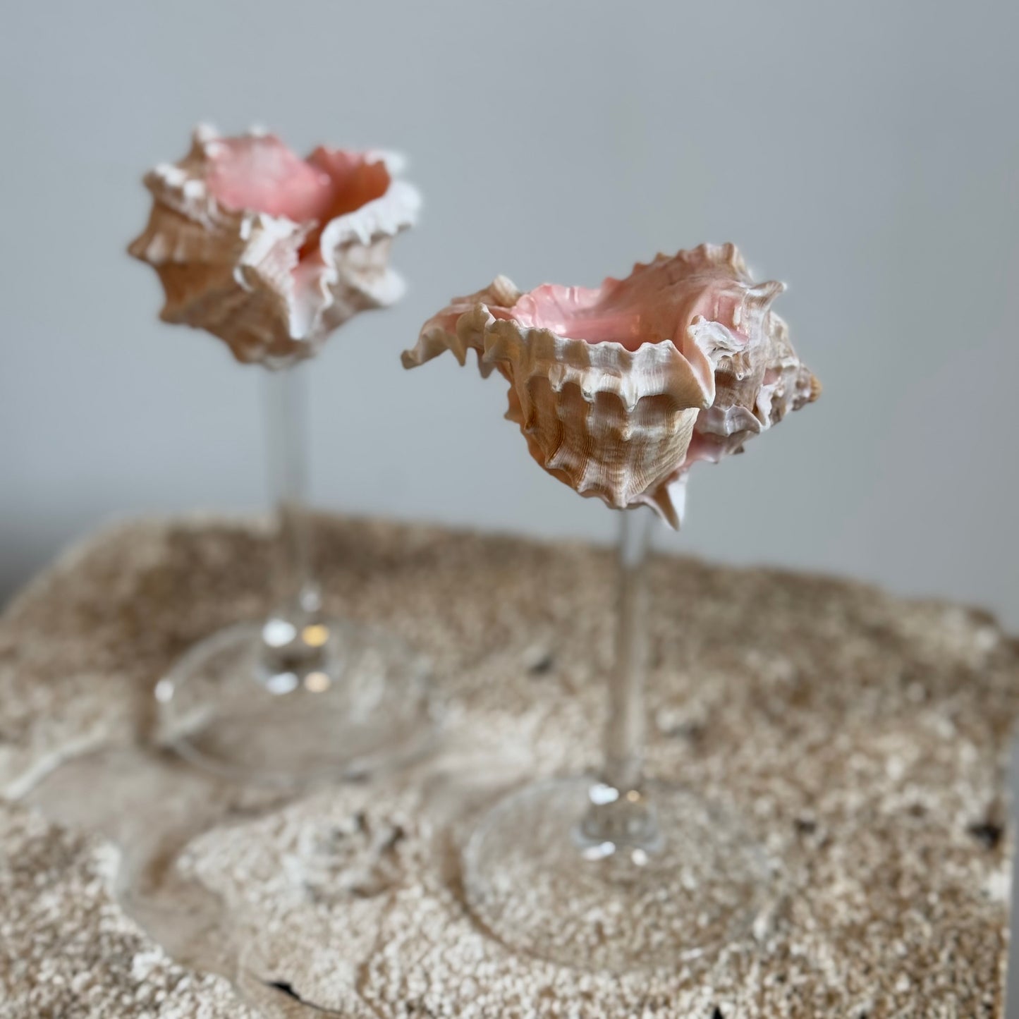 Natural Seashell Coupes