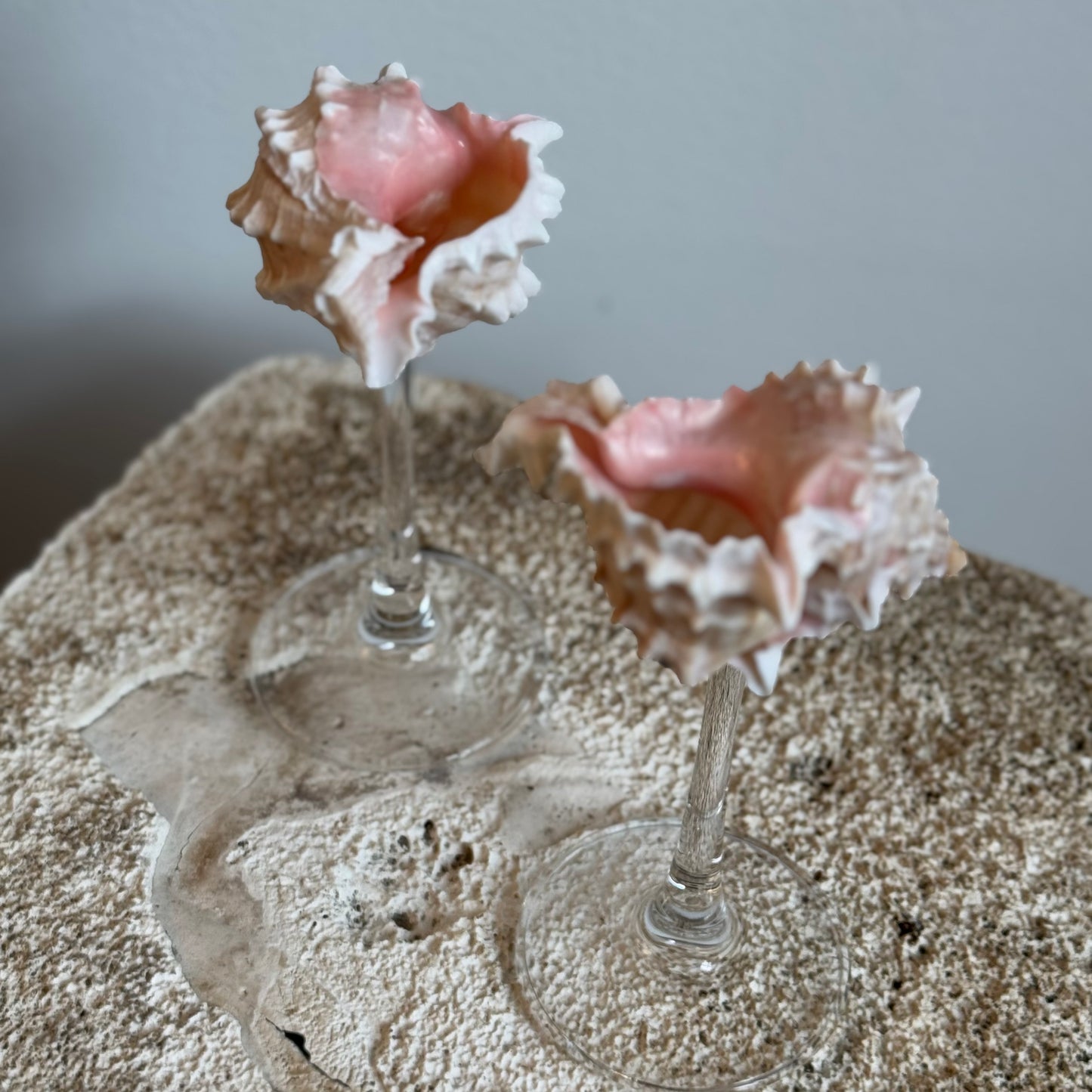 Natural Seashell Coupes