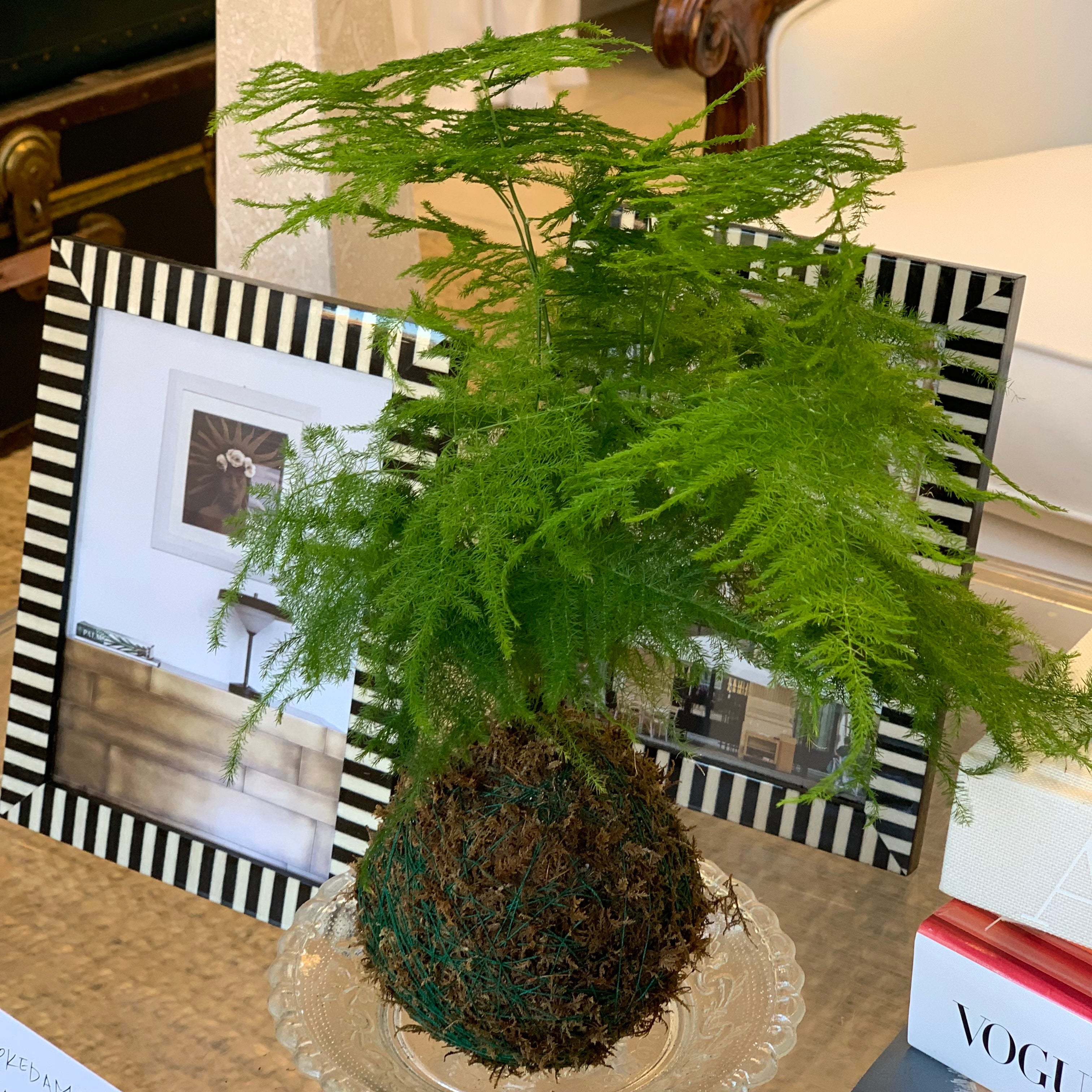 Kokedama – MARAIS Home & Garden