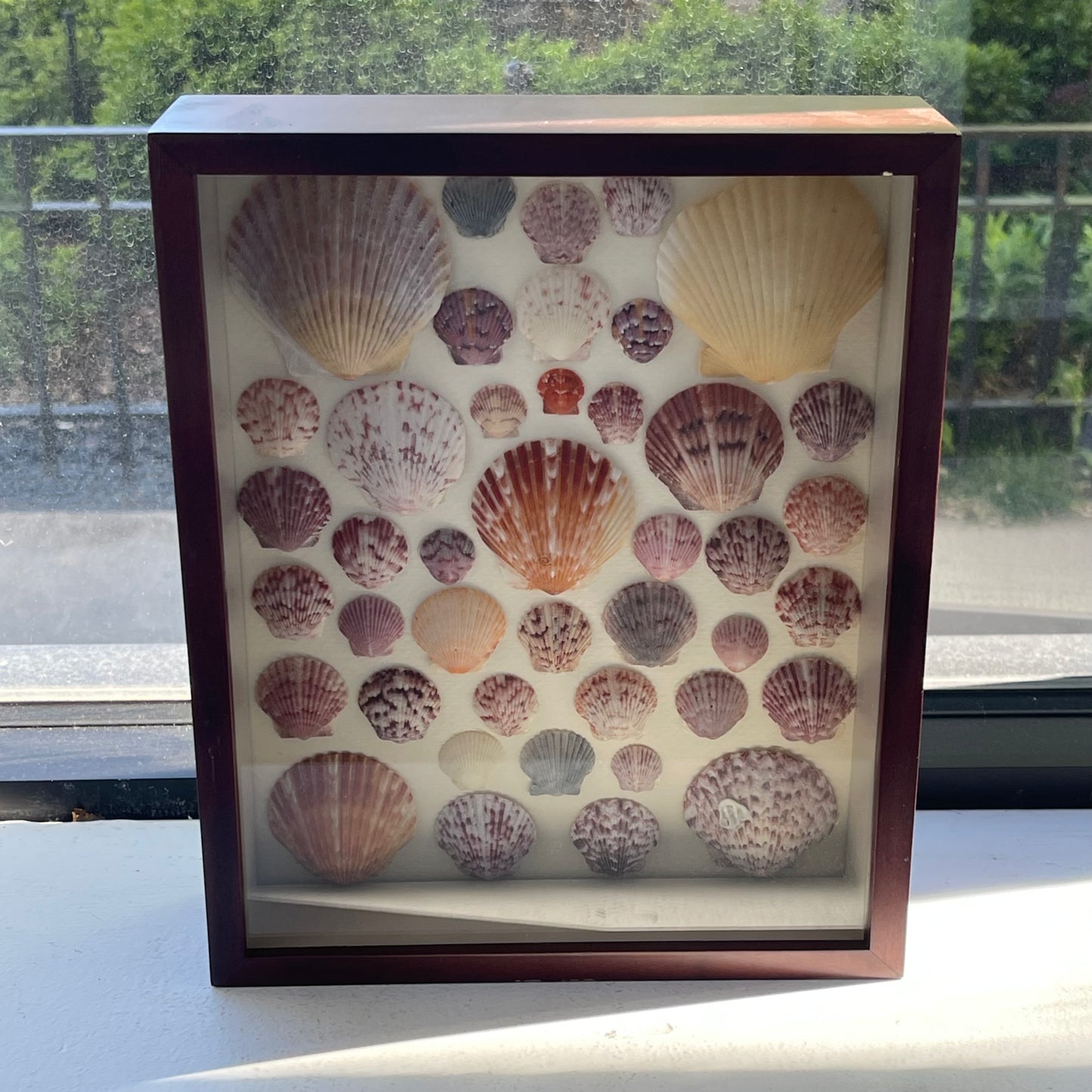 Framed Shell Collection