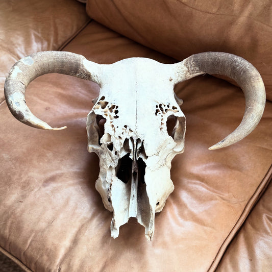 Vintage Steer Antlers