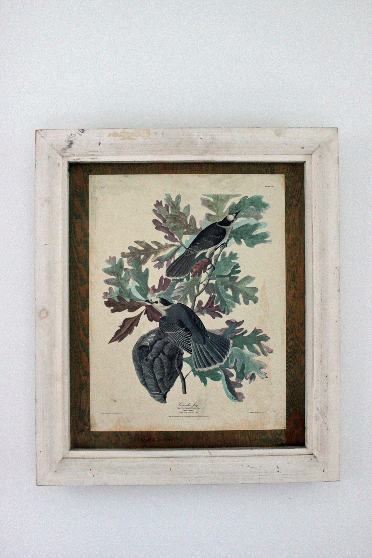 Audubon Print