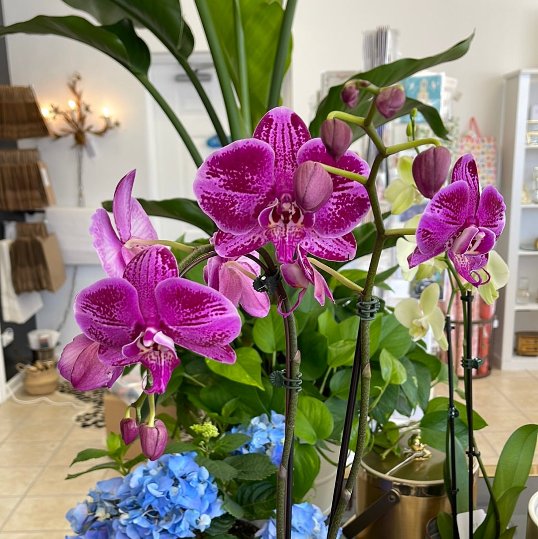Orchid