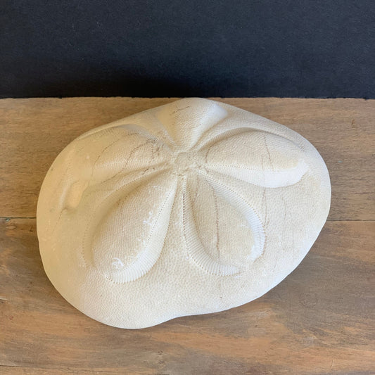 Sand Dollar