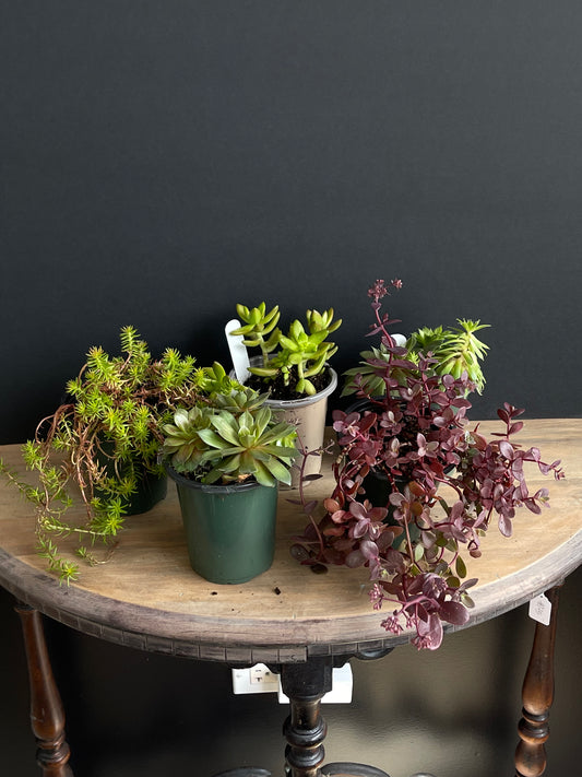 Unpotted Succulents