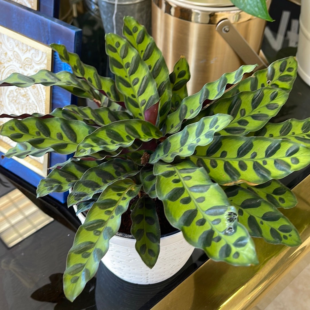 Calathea