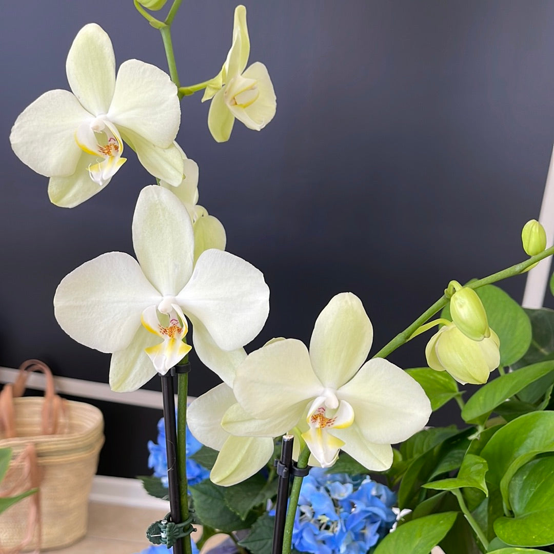 Orchid