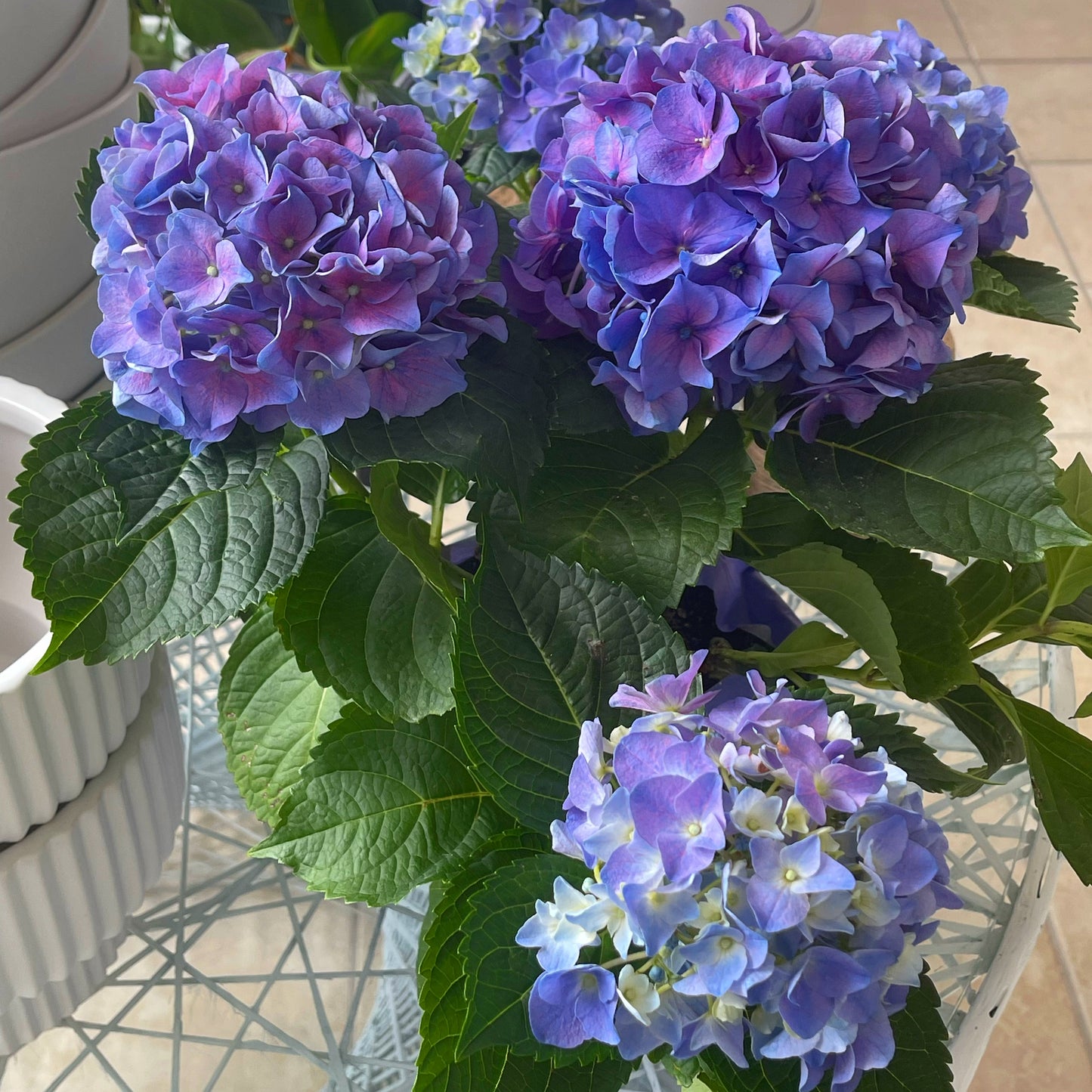 Hydrangea