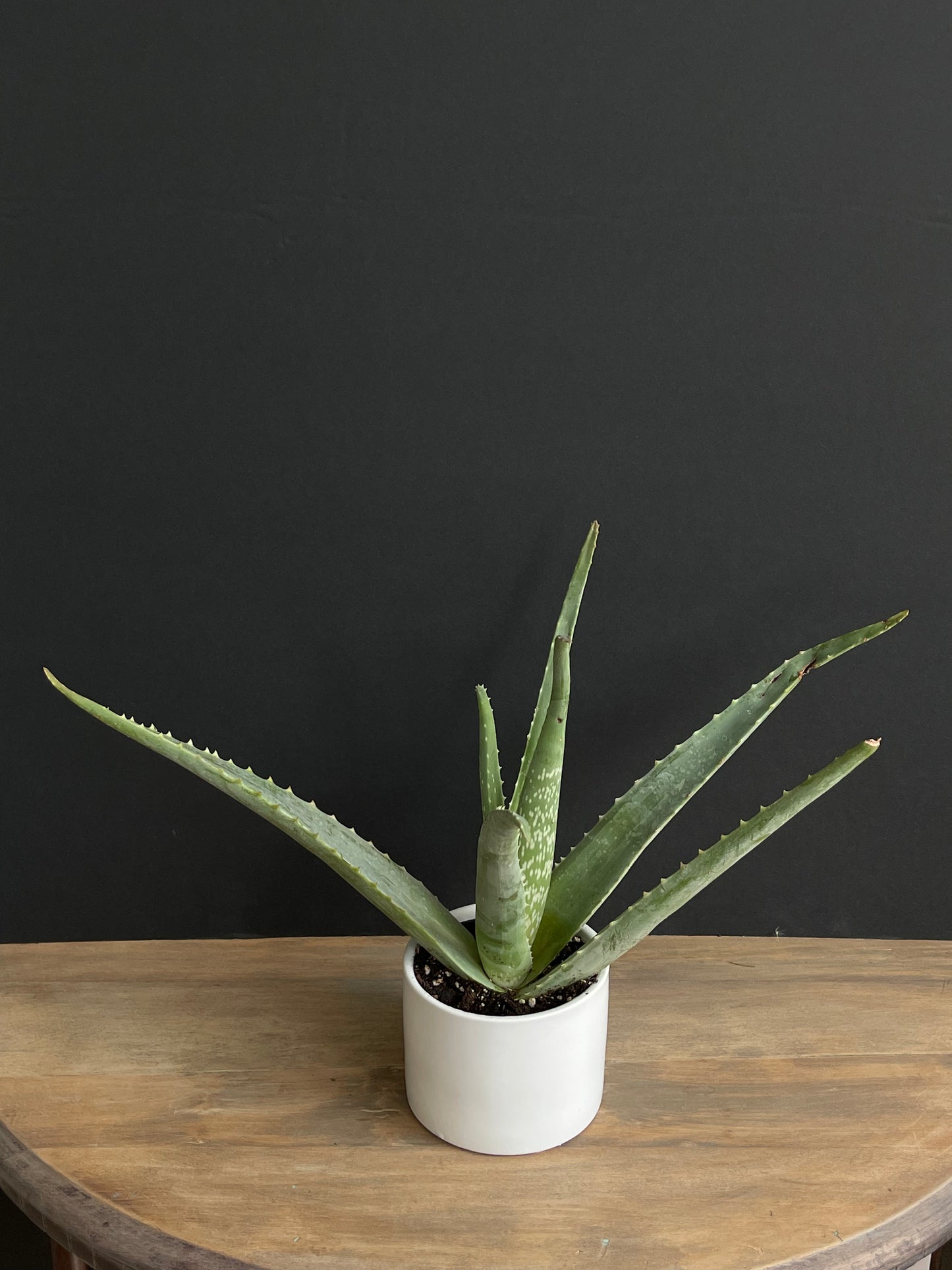 Potted Aloe Medium