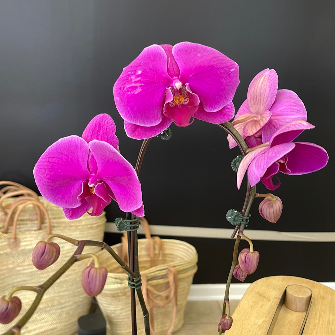 Orchid