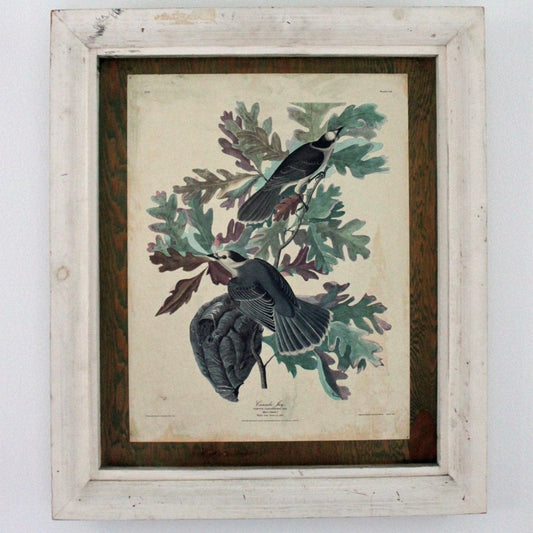 Audubon Print