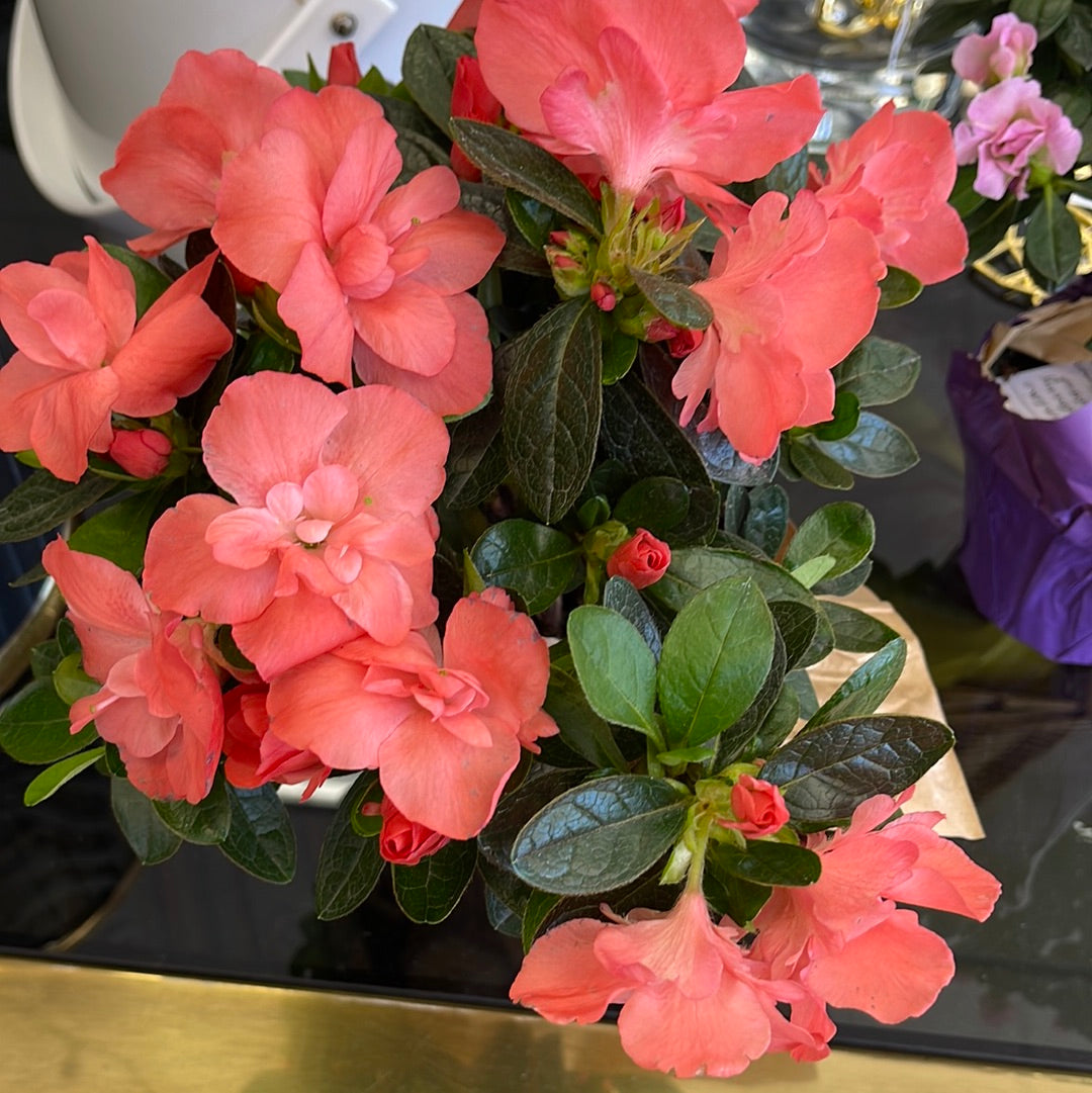 Bittersweet Azalea