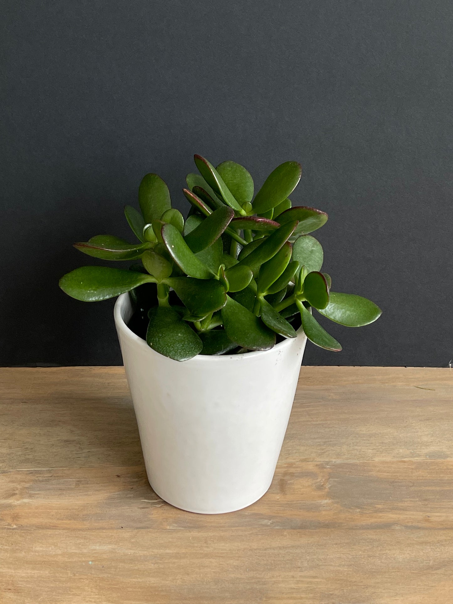 Potted Jade Medium