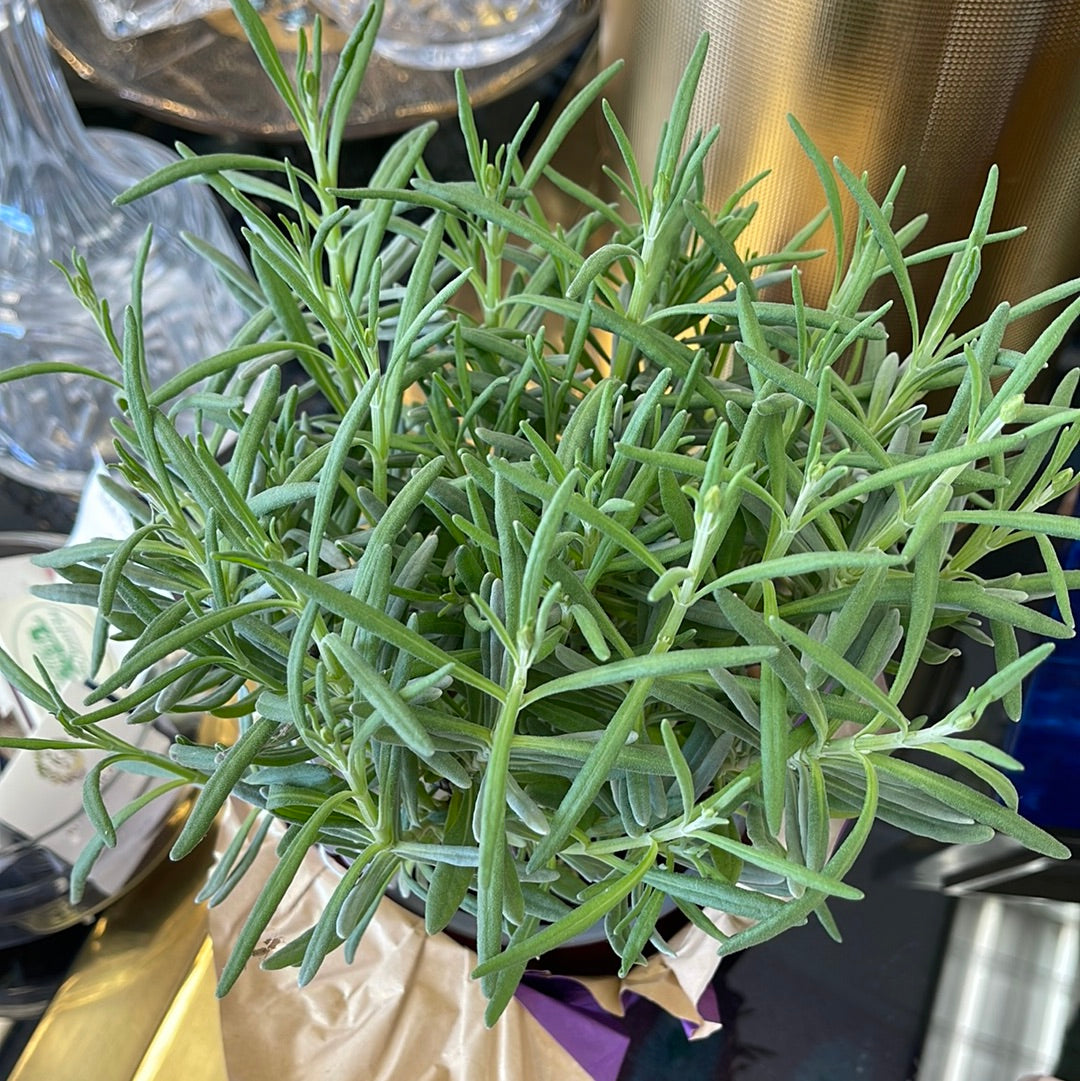Lavandula Angustifolia