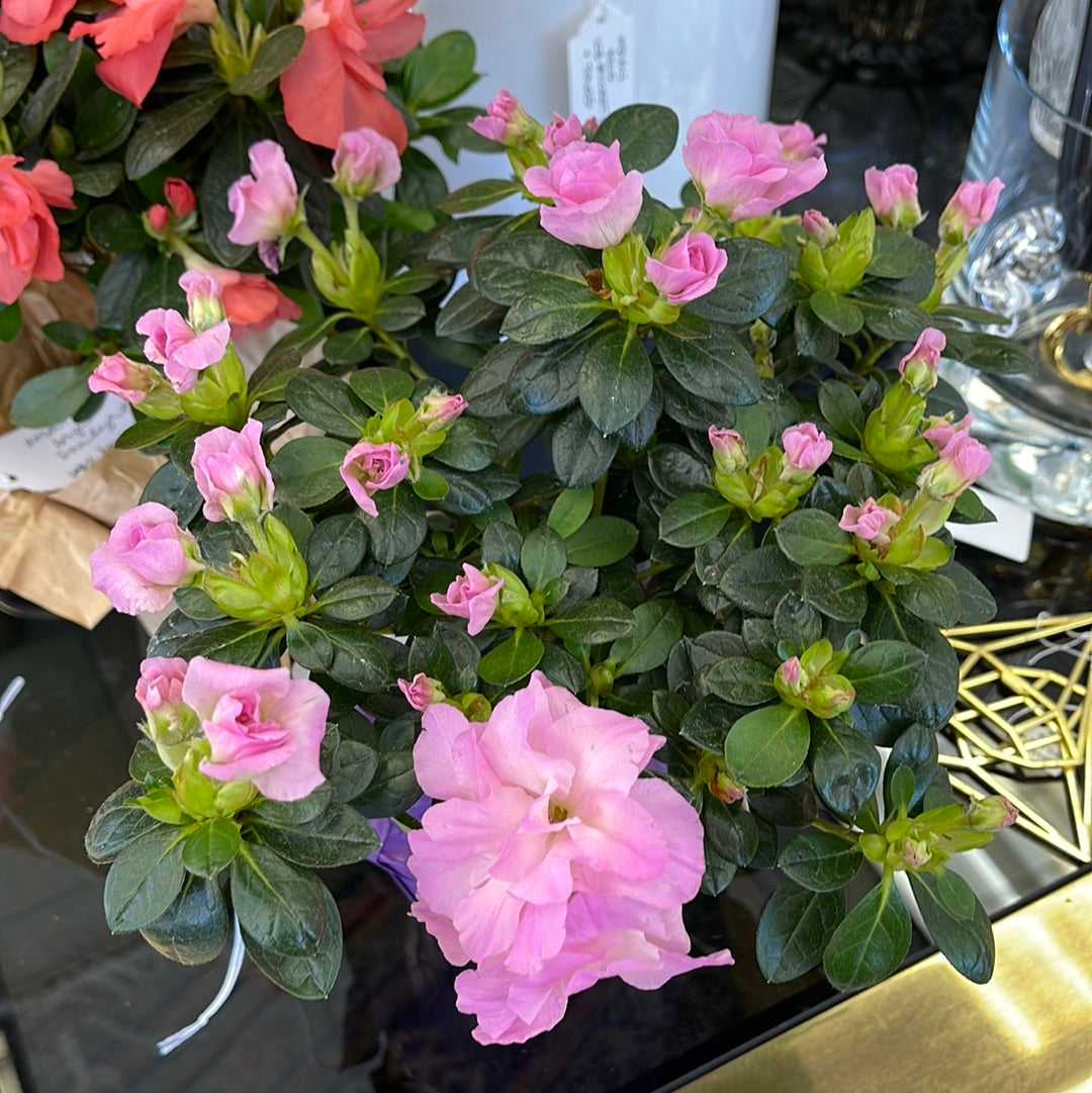 Azalea
