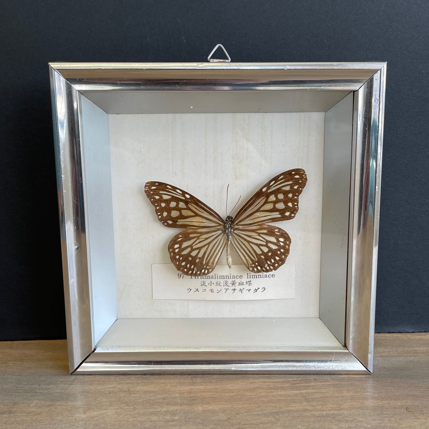 Mounted Butterfly: Tirnmalimniace Limniace