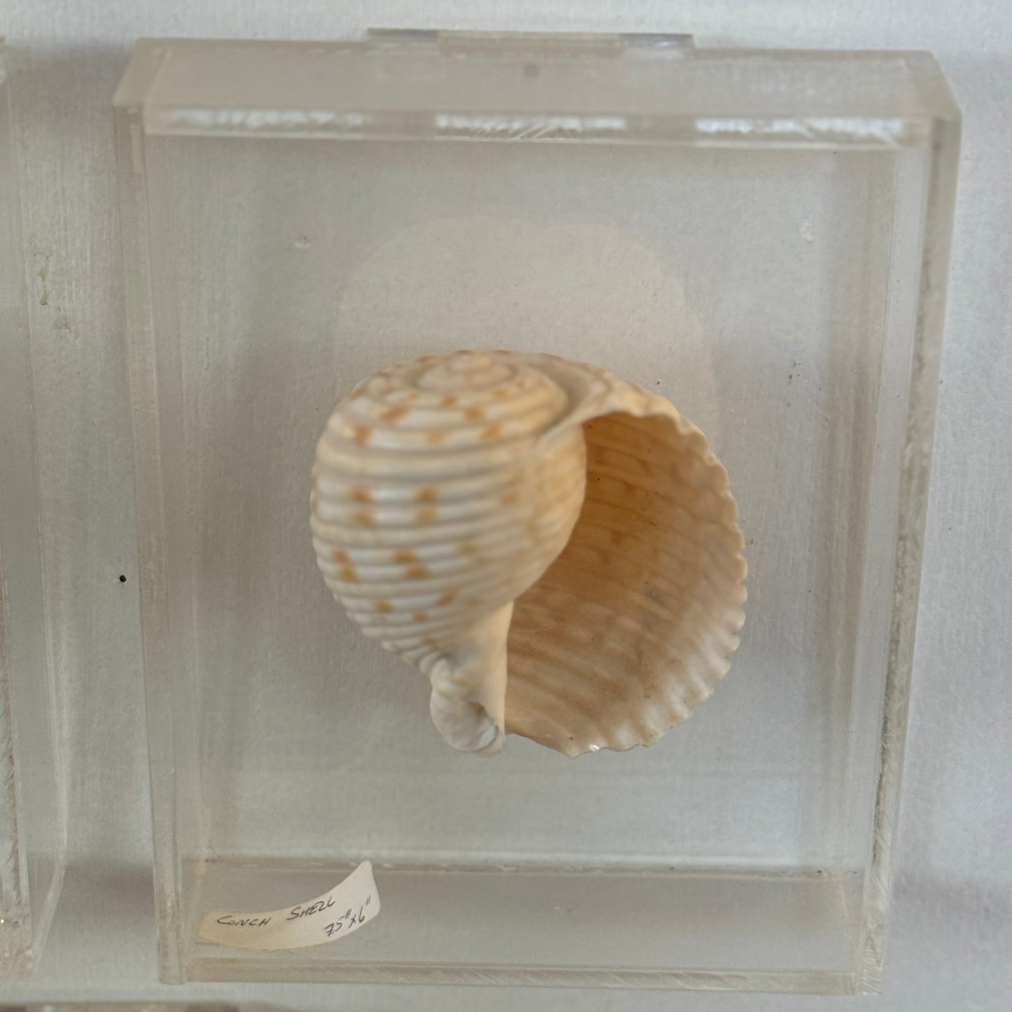 Seashell specimen in a clear display case on a white background