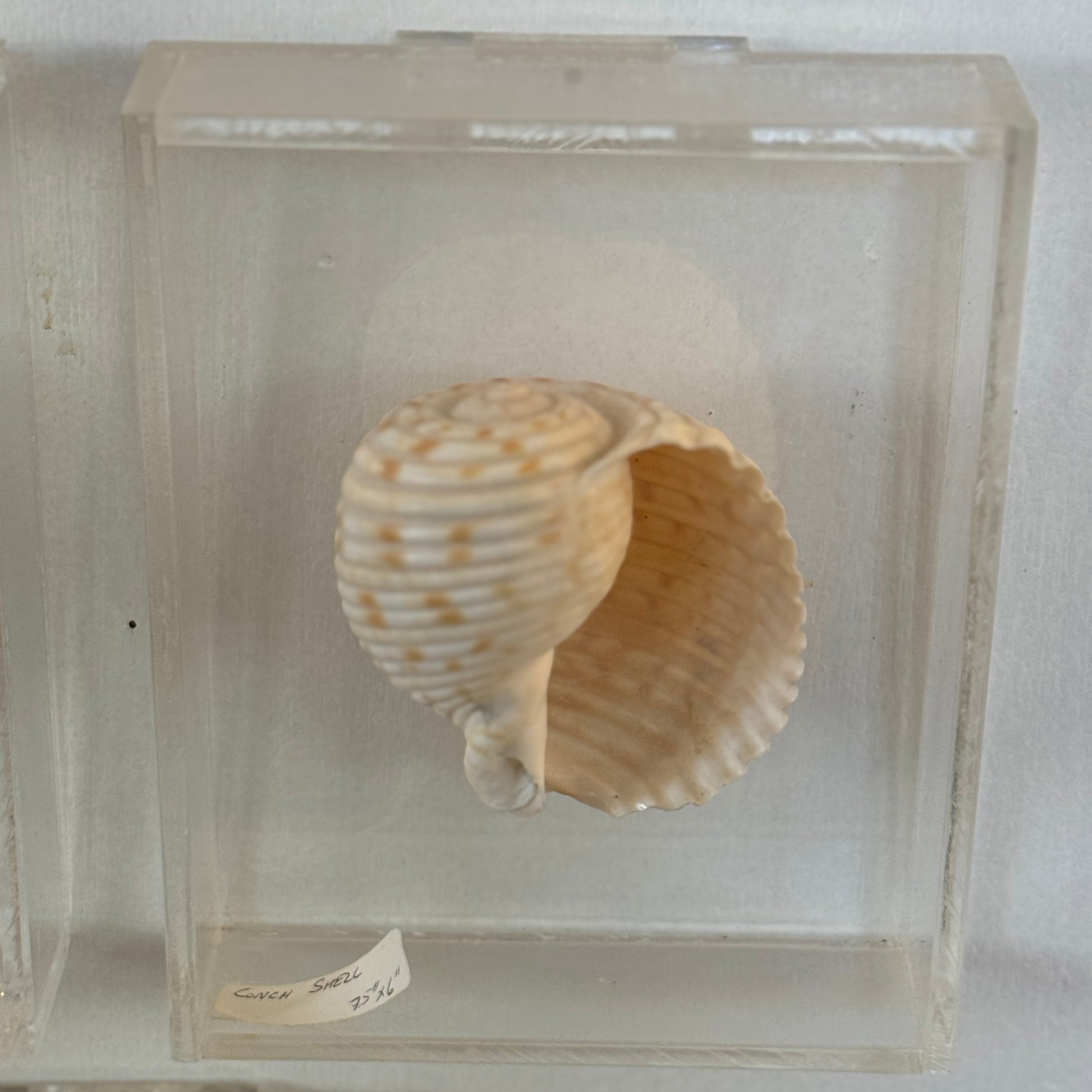 Seashell specimen in a clear display case on a white background