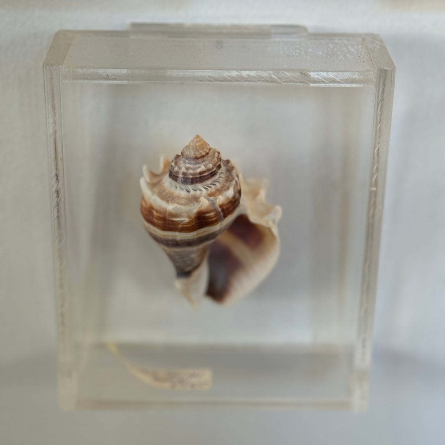 Seashell specimen in a clear display case on a white background