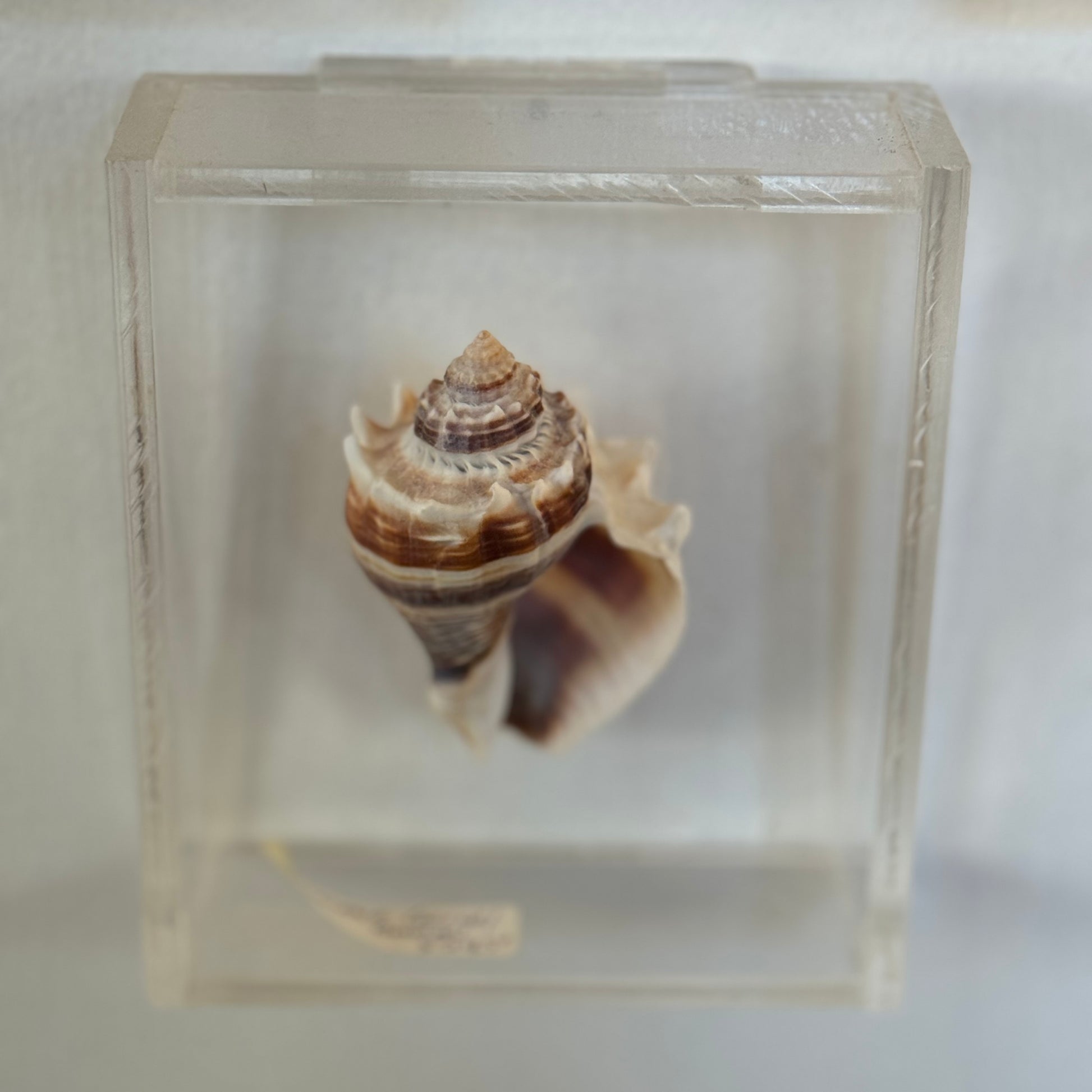 Seashell specimen in a clear display case on a white background