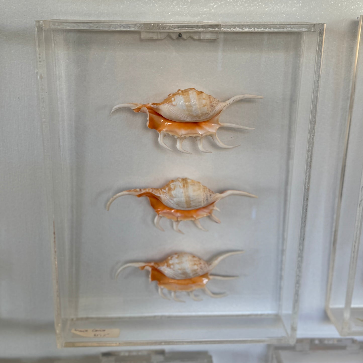 Three seashell specimens in a clear display case.