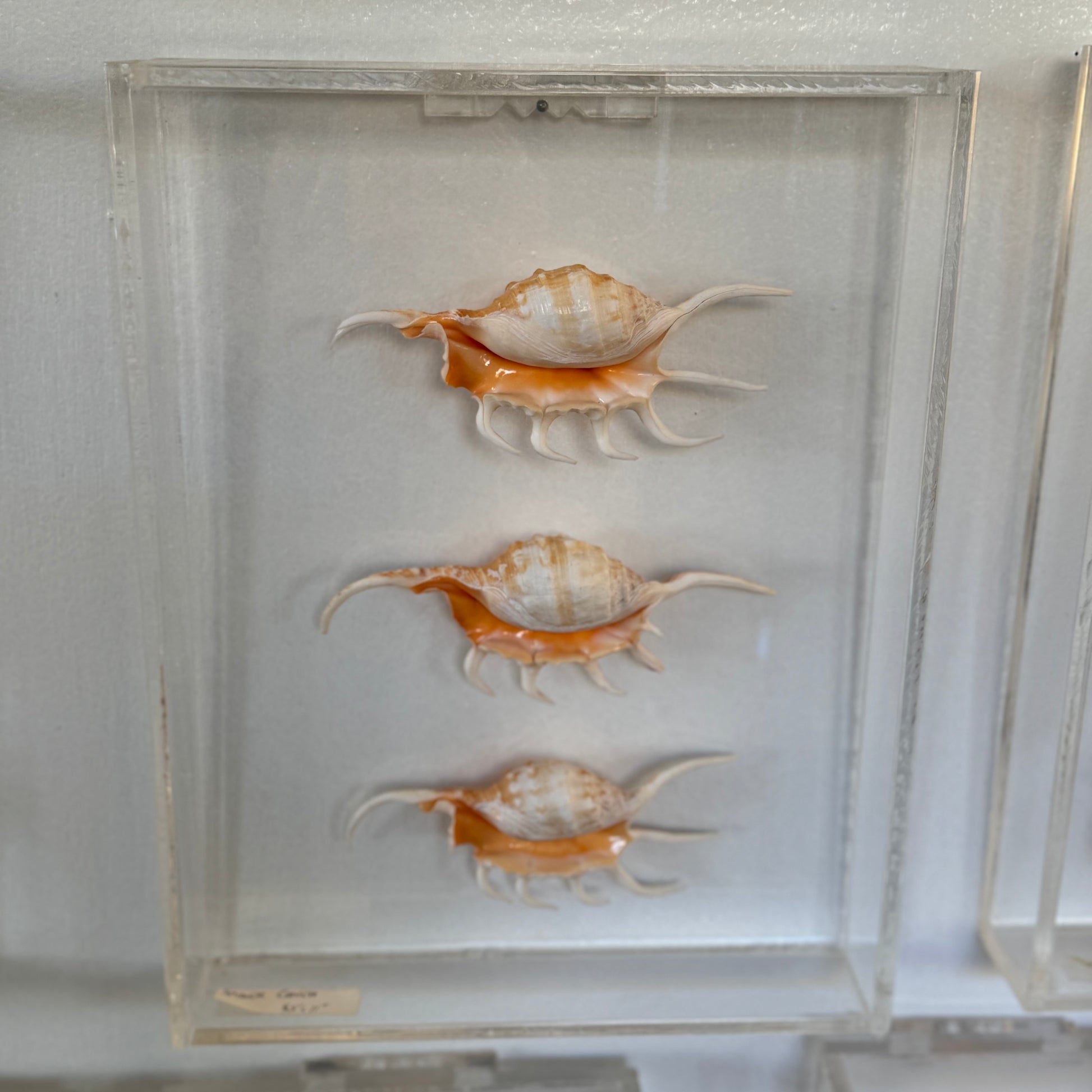Three seashell specimens in a clear display case.