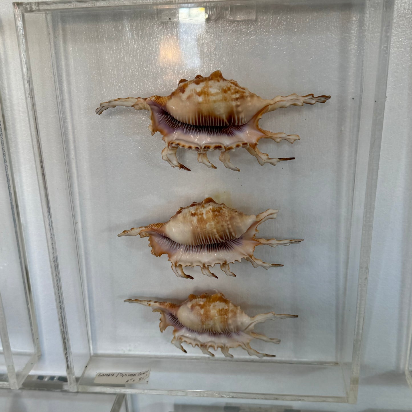 Three seashell specimens in a clear display case.