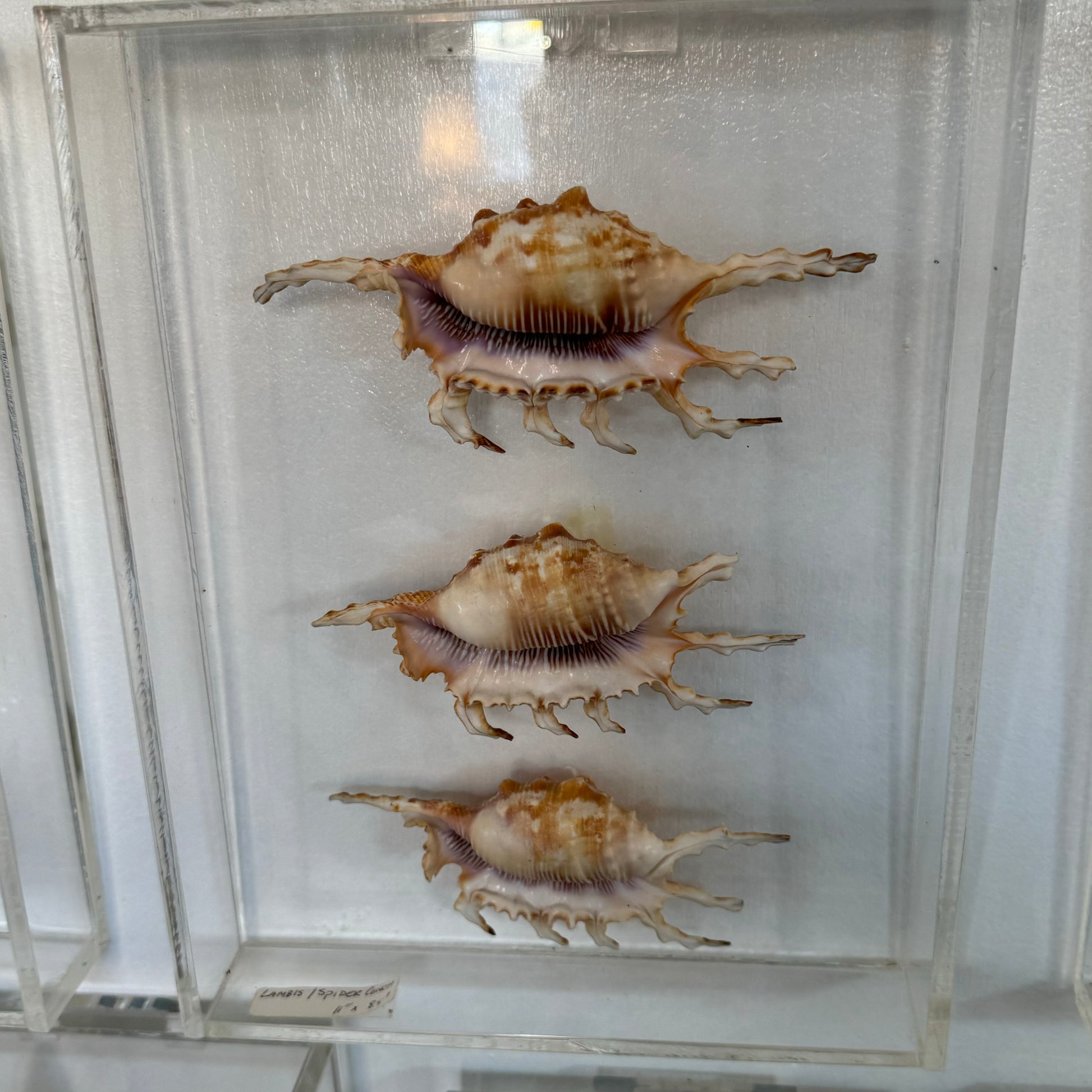 Three seashell specimens in a clear display case.