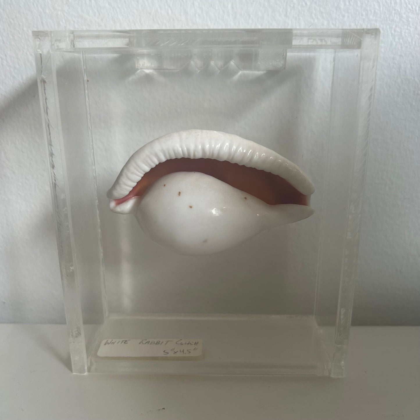 Seashell specimen in a clear display case on a white background