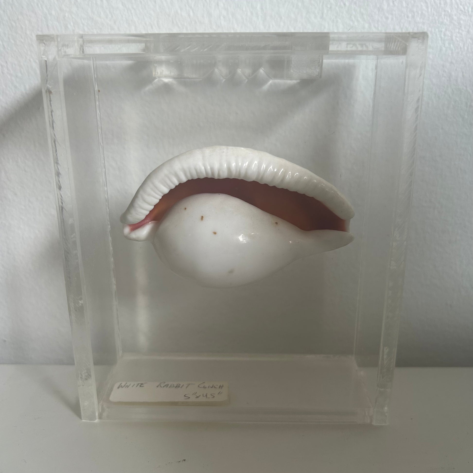 Seashell specimen in a clear display case on a white background
