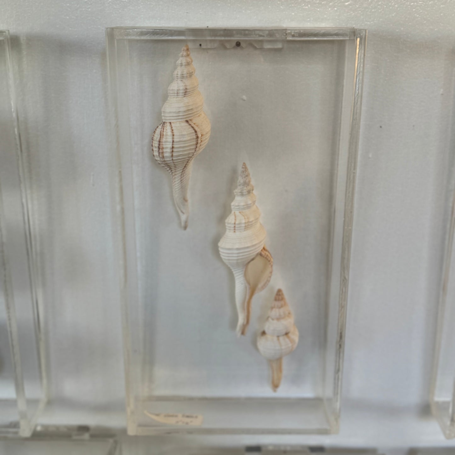 Three seashell specimen in a clear display case on a white background