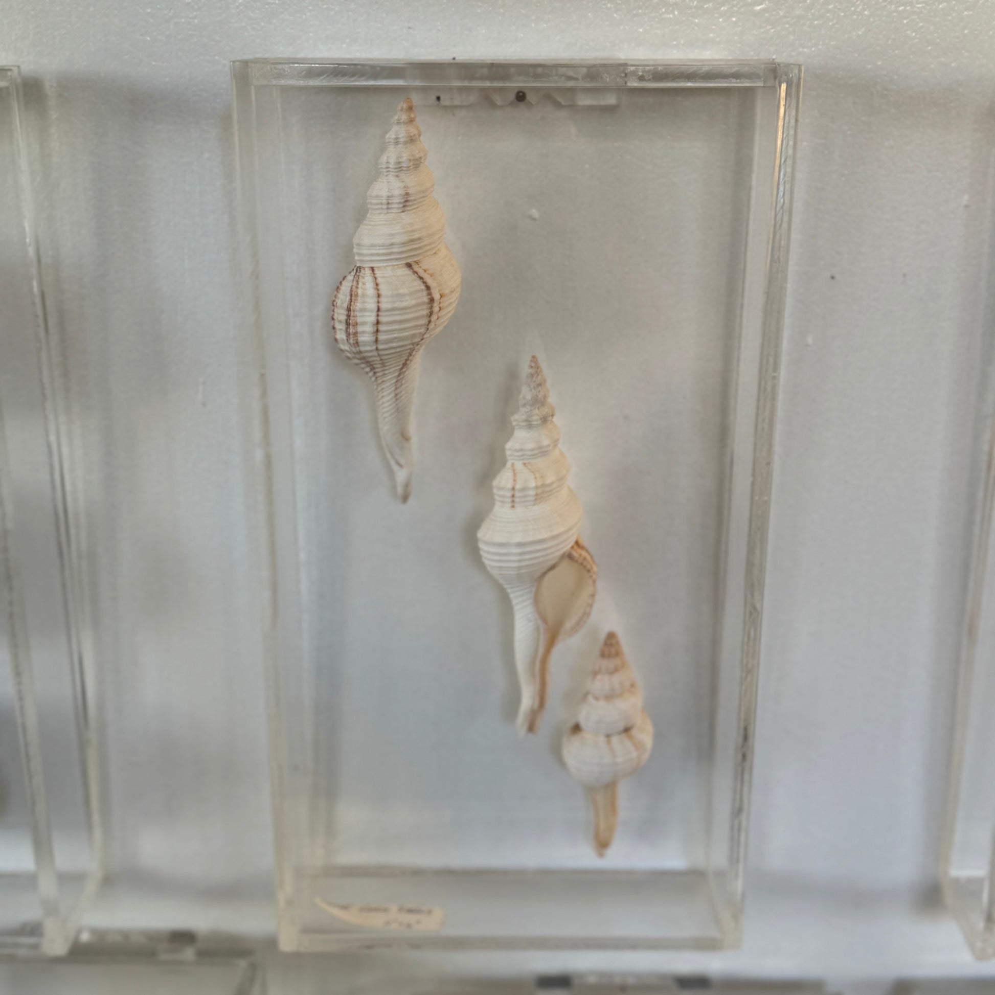 Three seashell specimen in a clear display case on a white background