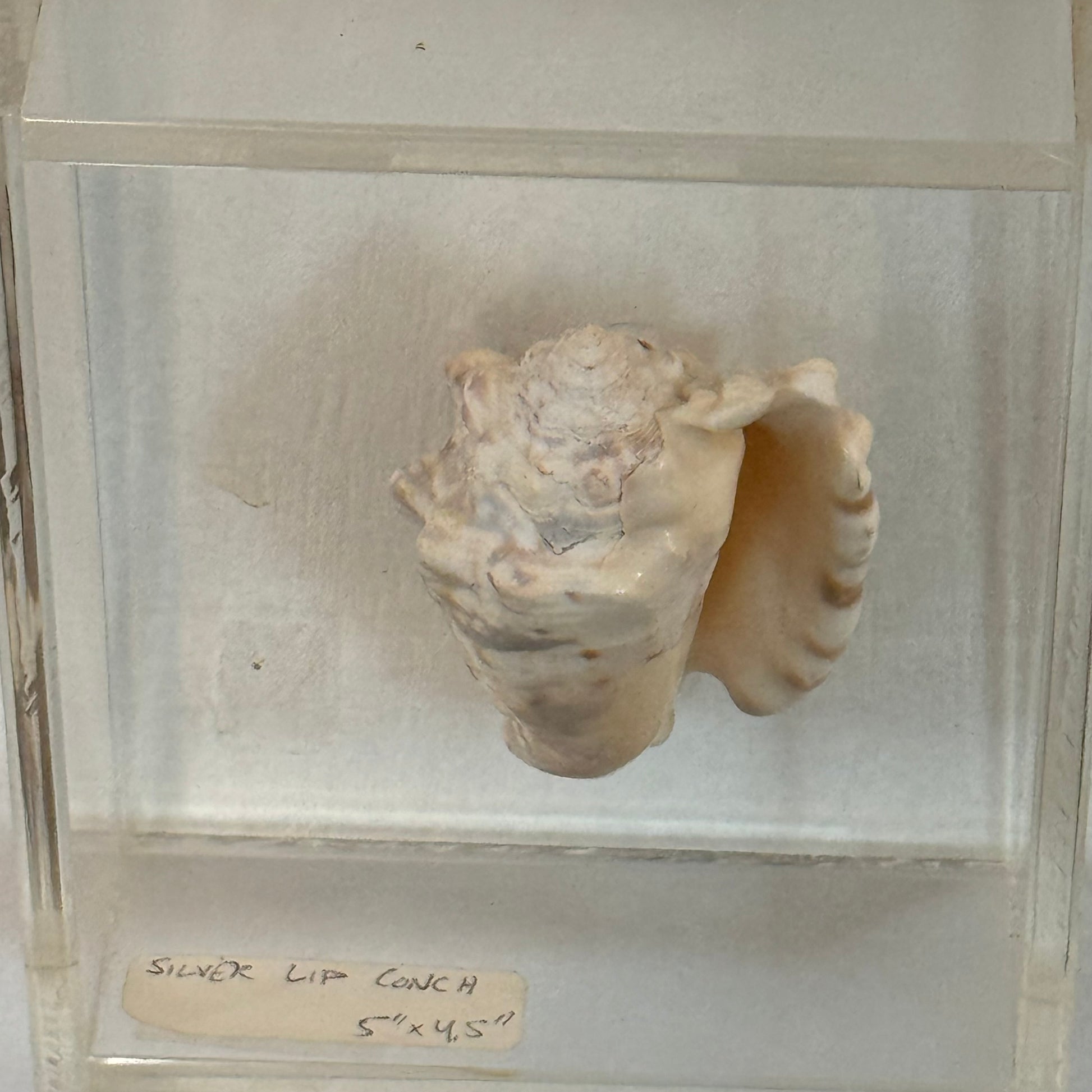 Seashell specimen in a clear display case on a white background