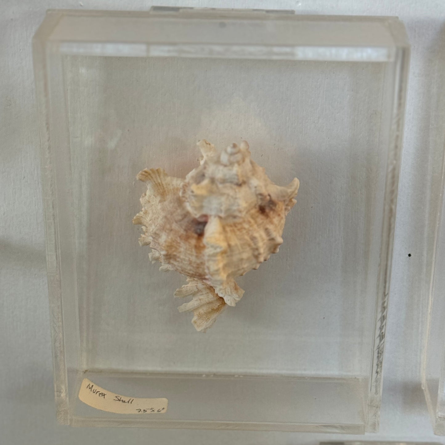 Seashell specimen in a clear display case on a white background