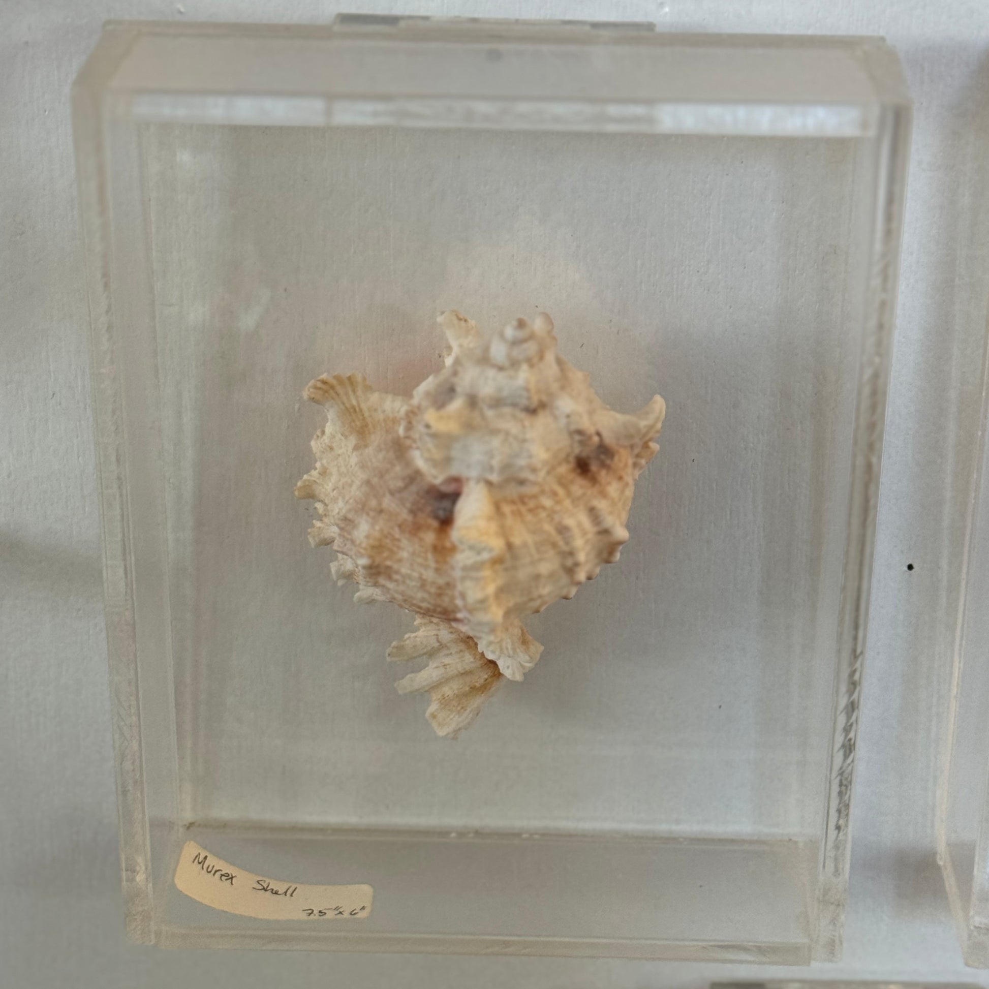 Seashell specimen in a clear display case on a white background