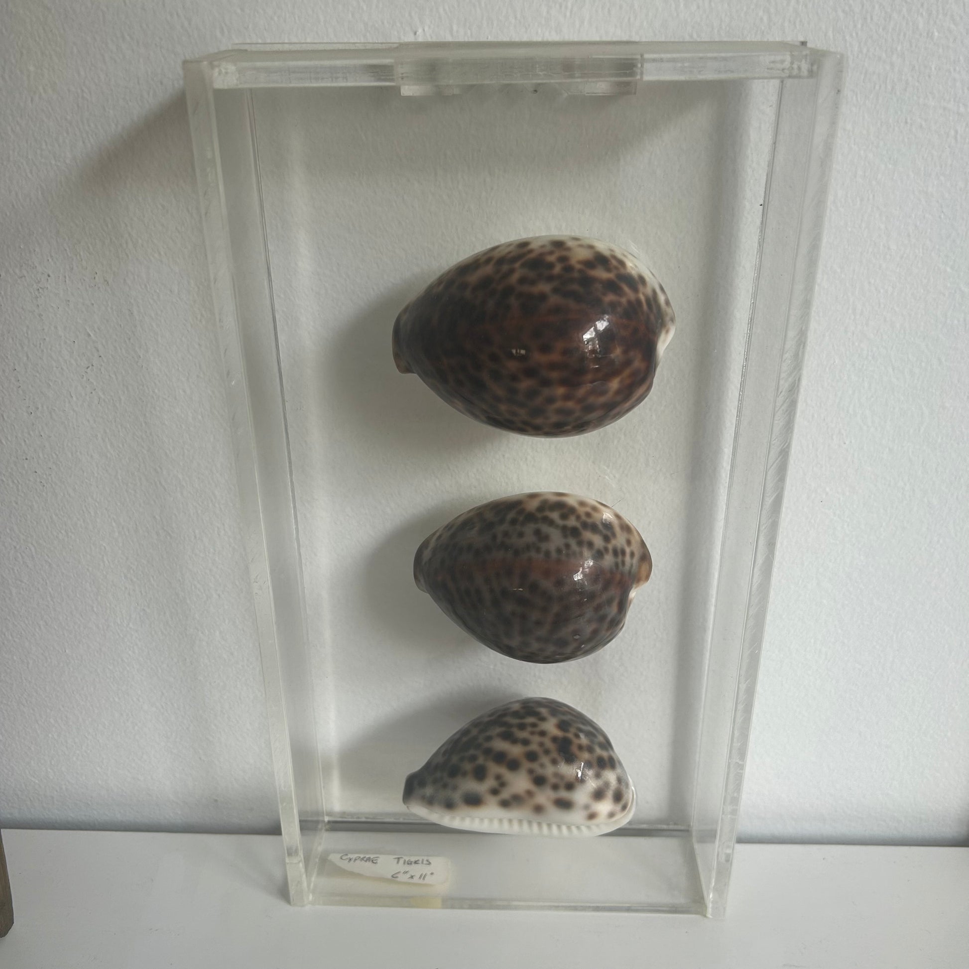 Three seashell specimens in a clear display case.