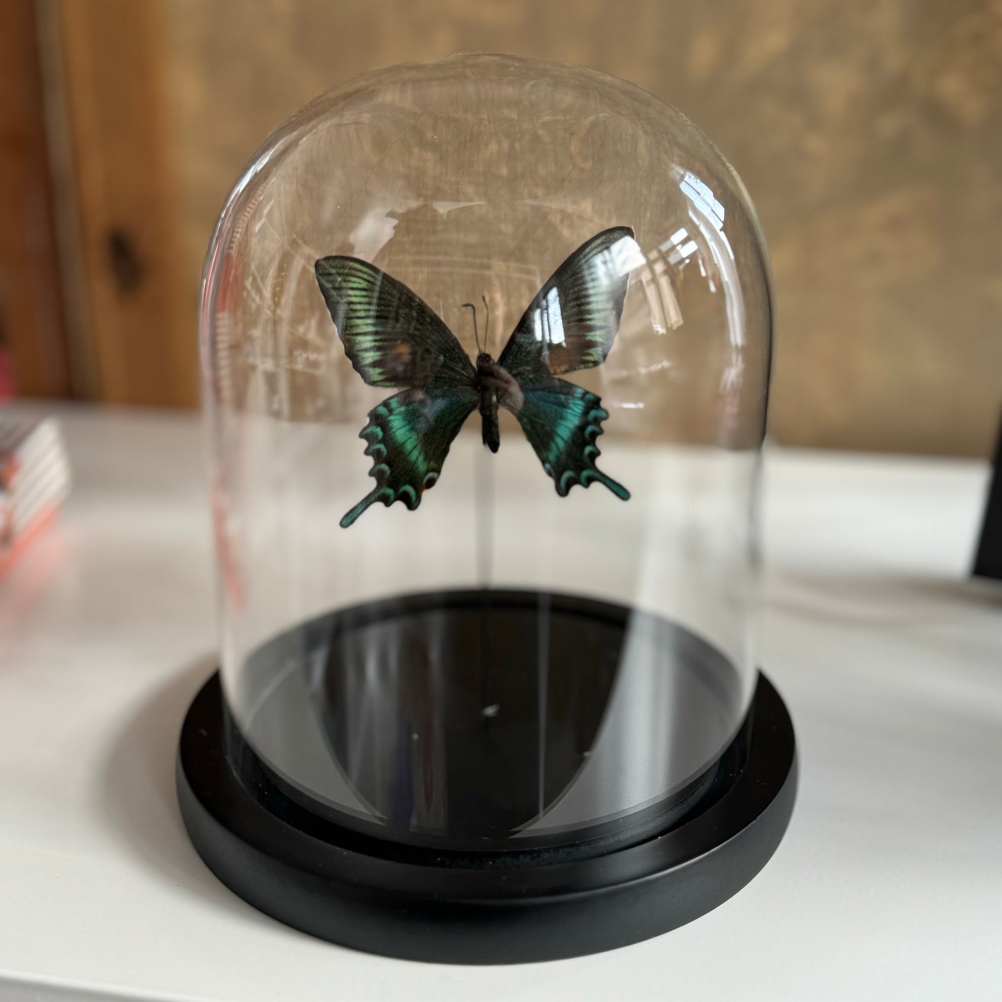Entomology Bell Jar: Butterfly